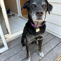 Donut Dog Collar